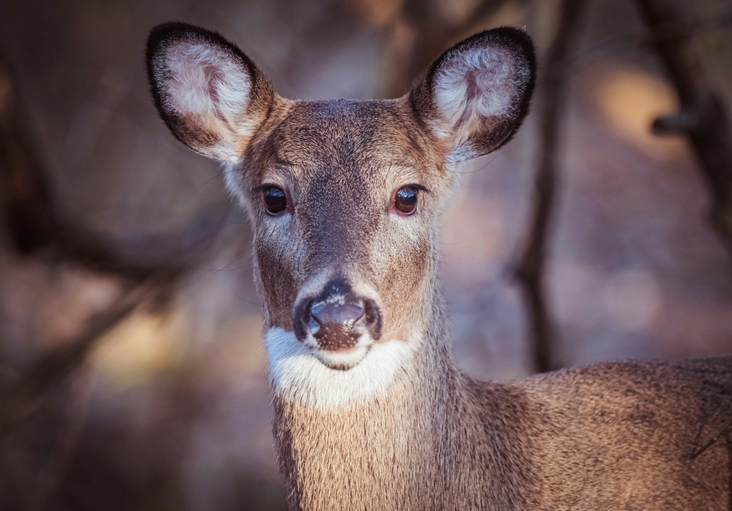 Intimate close-up of a white-tailed deer in a natural setting, highlighting its gentle gaze.