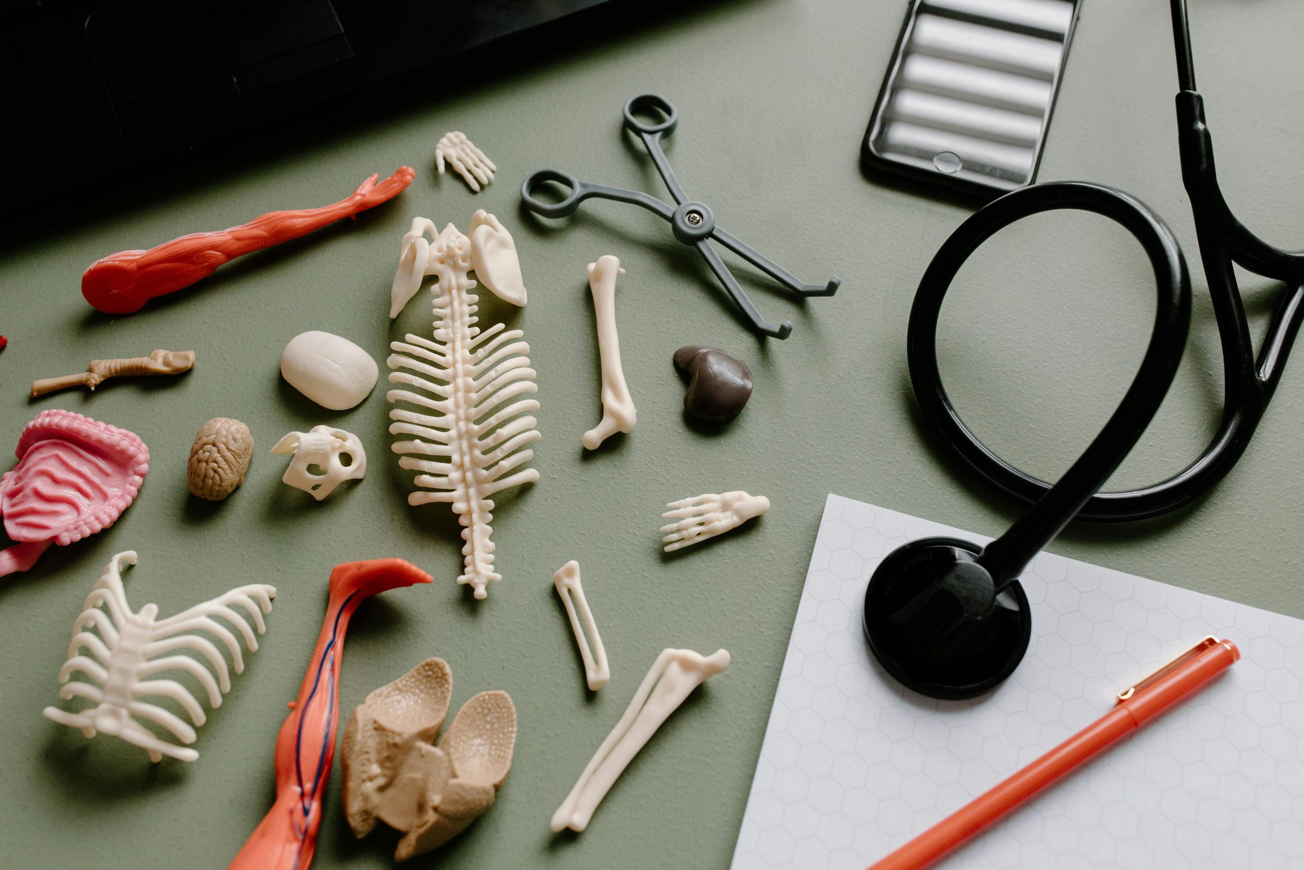 Flat lay of medical anatomy model parts, stethoscope, and tools on a green surface for educational or healthcare themes.
