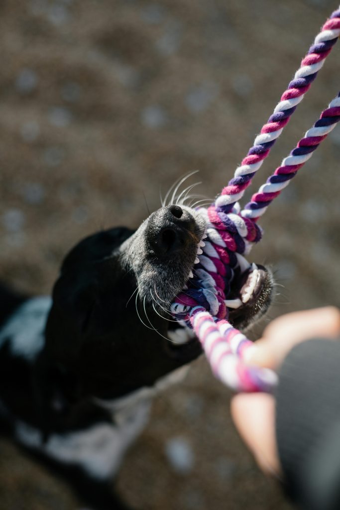 Close-up of a dog energetically pulling on a colorful rope toy, showcasing playfulness and strength.